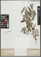 Foto von Salix alba L.